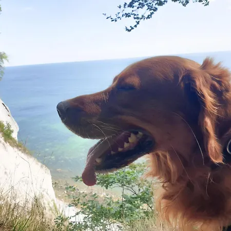 Ruegenvilla Im Glueck - Mit Wellnessbereich Und Kamin. Hunde Willkommen *