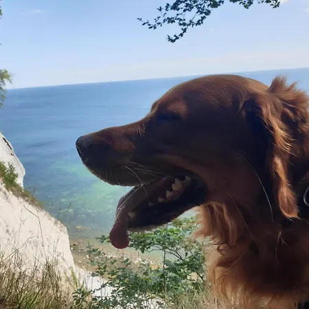 Ruegenvilla Im Glueck - Mit Wellnessbereich Und Kamin. Hunde Willkommen *
